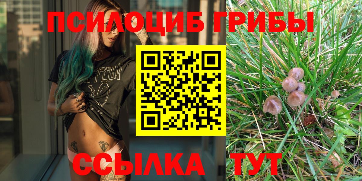 Псилоцибиновые грибы Psilocybe Лысьва